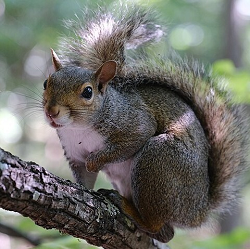 A squirrel climbing along a branch. A squirrel climbing along a branch.