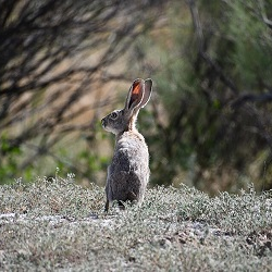 A hare facing away from camera.