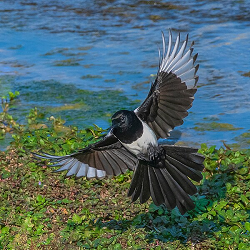 A magpie, in swooping flight above a body of water. A magpie, in swooping flight above a body of water.