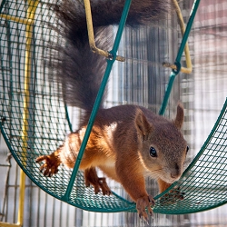 A squirrel stepping off a hamster wheel.